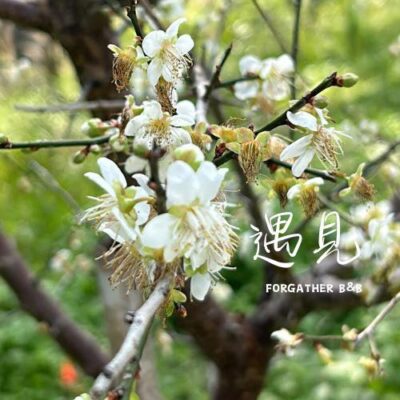 羅浮溫泉湯池推薦店家~遇見・角板山