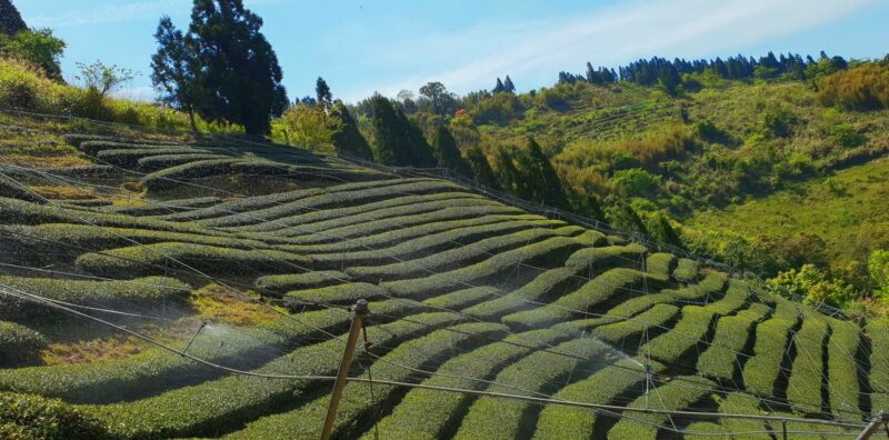 羅浮溫泉湯池推薦店家~恩愛農場