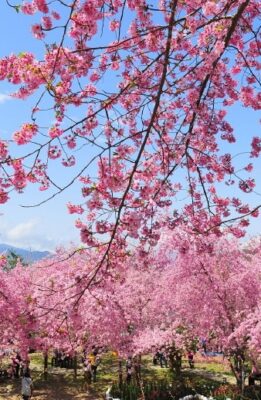 羅浮溫泉湯池推薦店家~恩愛農場