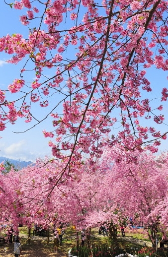 羅浮溫泉湯池推薦店家~恩愛農場