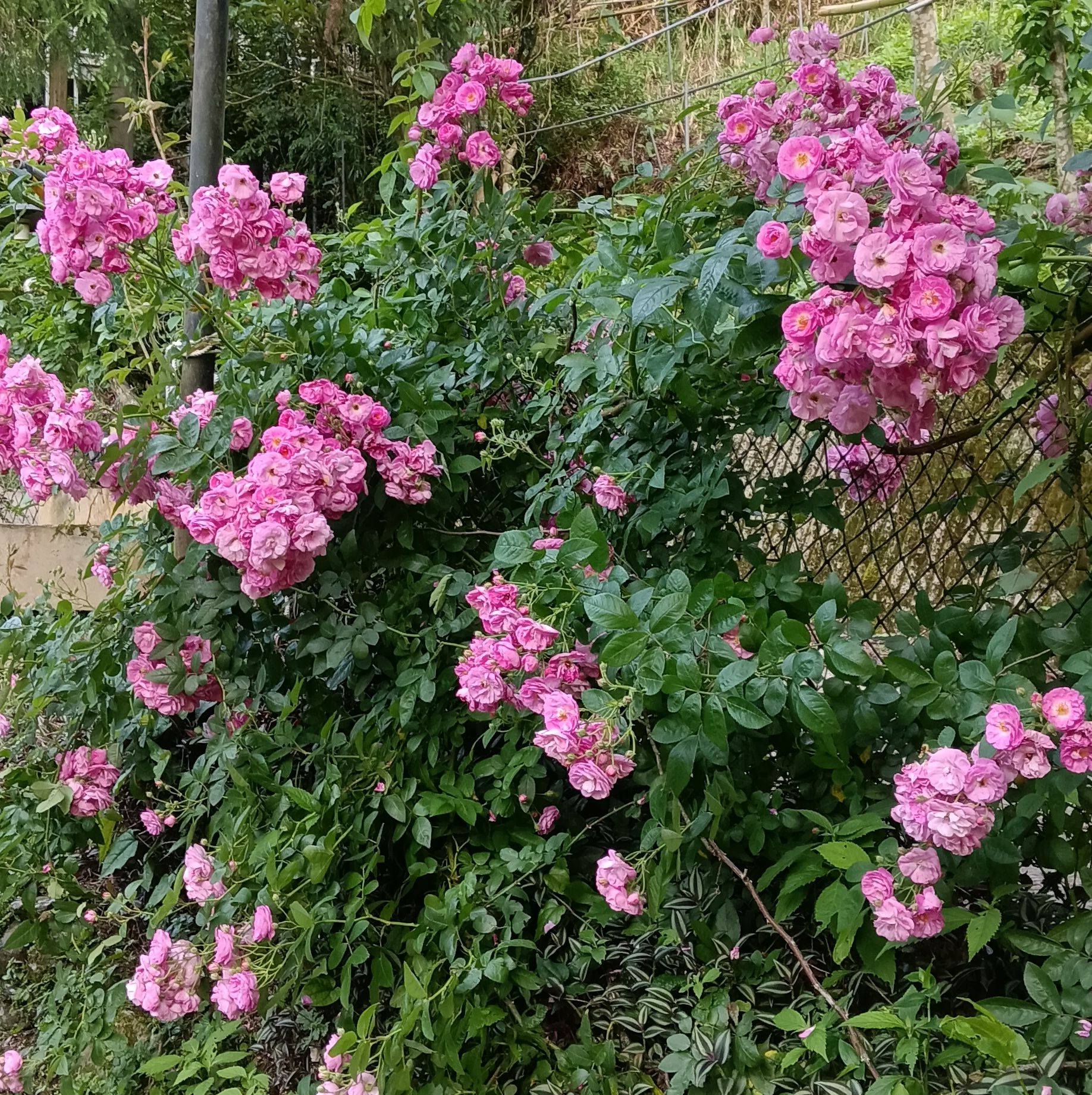 羅浮溫泉湯池推薦店家~薔薇谷民宿