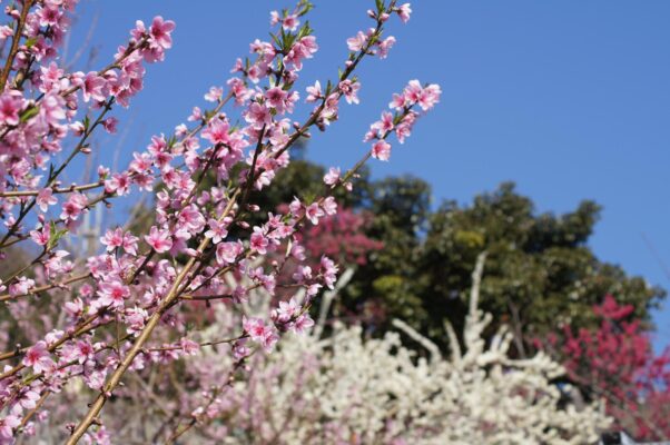 羅浮溫泉湯池推薦店家~谷點咖啡民宿