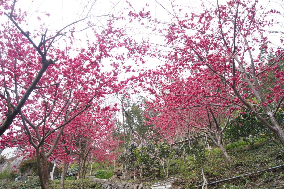 羅浮溫泉湯池推薦店家~谷點咖啡民宿